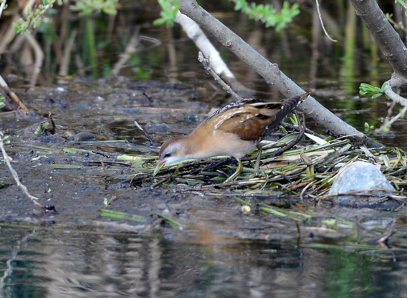 Schiribilla (Porzana parva)